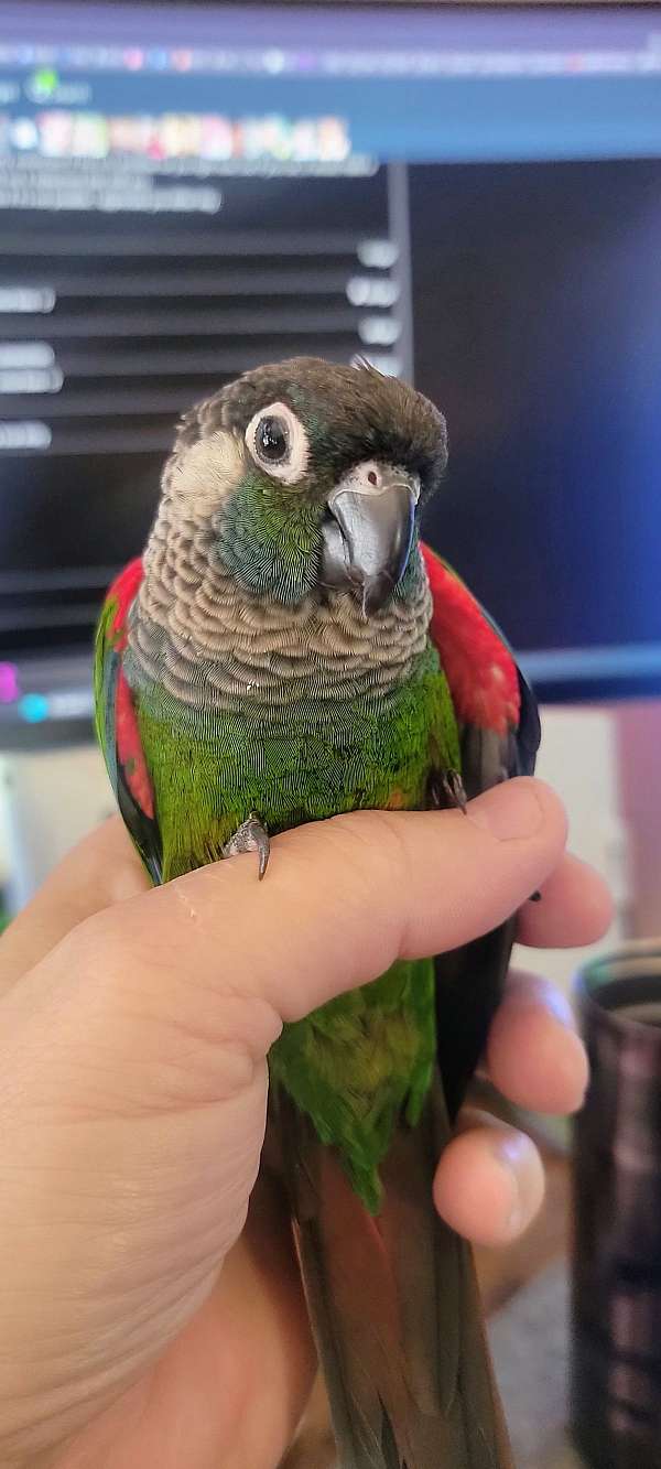 conure-for-sale-in-mountain-home-ar