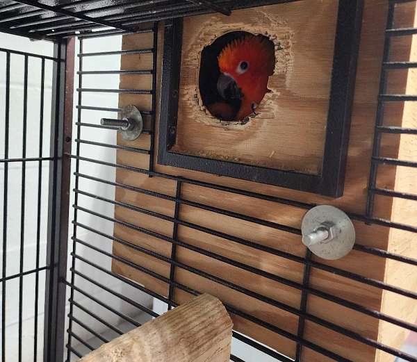 red-yellow-bird-for-sale-in-stroudsburg-pa