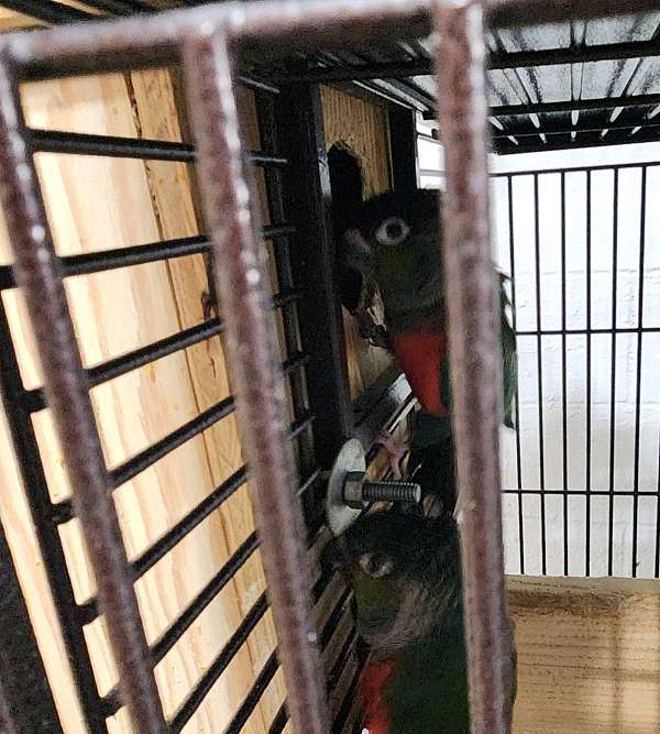 crimson-bellied-conure-for-sale-in-stroudsburg-pa