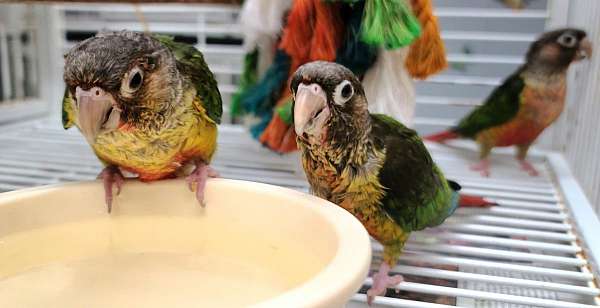 green-cheek-conure-for-sale