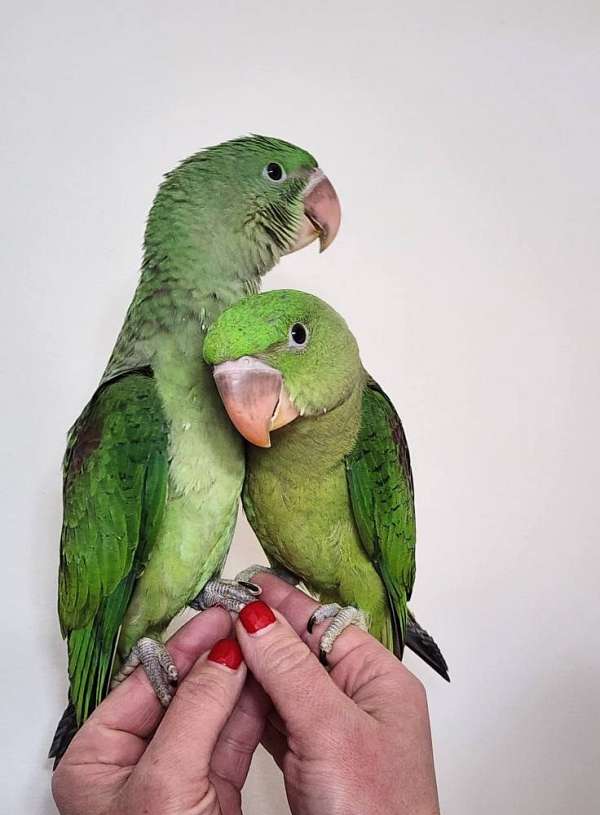 alexadrine-parakeet-for-sale
