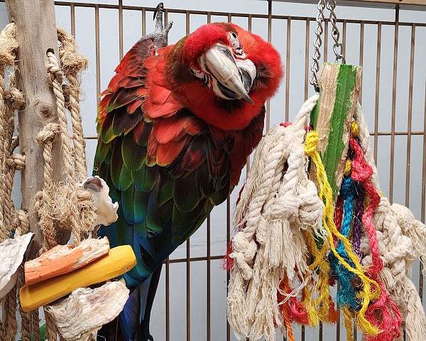 macaw-for-sale
