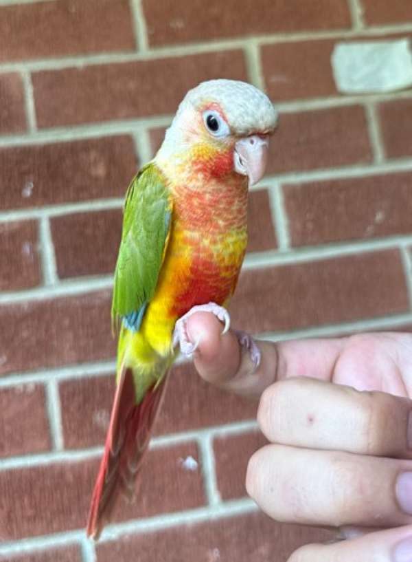 pineapple-red-conure-parrot-for-sale
