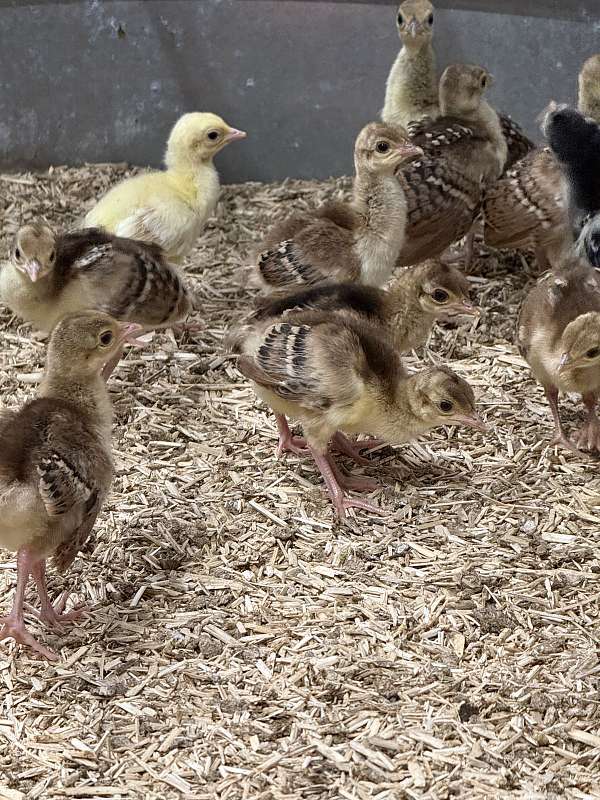 purple-bird-for-sale-in-ocala-fl