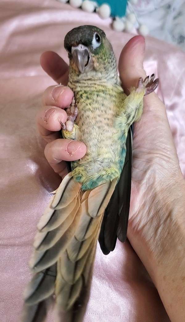 green-cheek-conure-for-sale