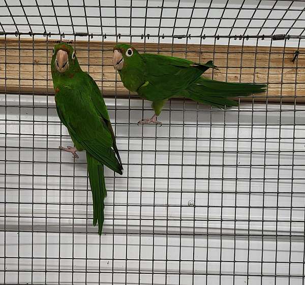 mitred-conure-for-sale-in-richmond-va