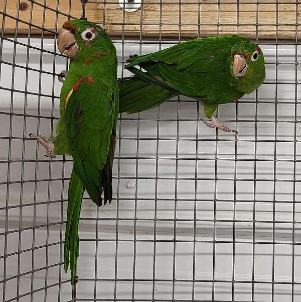 mature-mitred-conure-for-sale