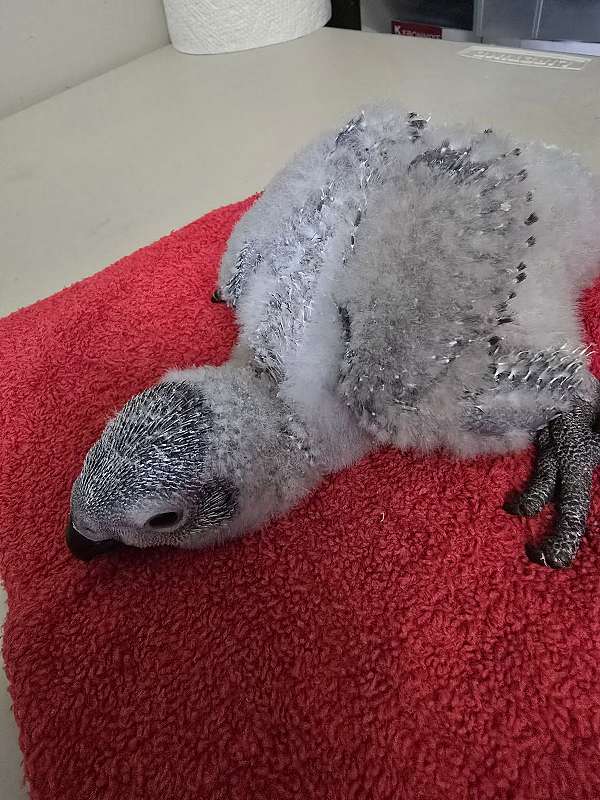 african-grey-parrot-for-sale