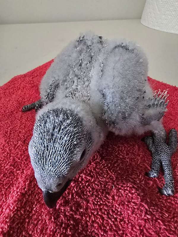 african-grey-parrot-for-sale-in-richmond-va