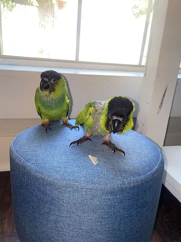 conure-for-sale