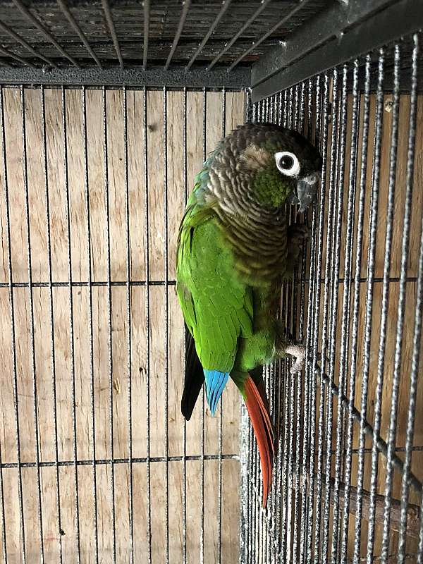 conure-for-sale