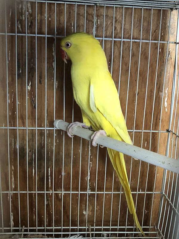 lutino-yellow-bird-for-sale-in-dallas-tx