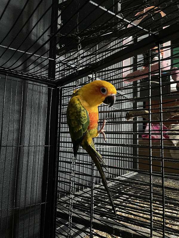 conure-for-sale