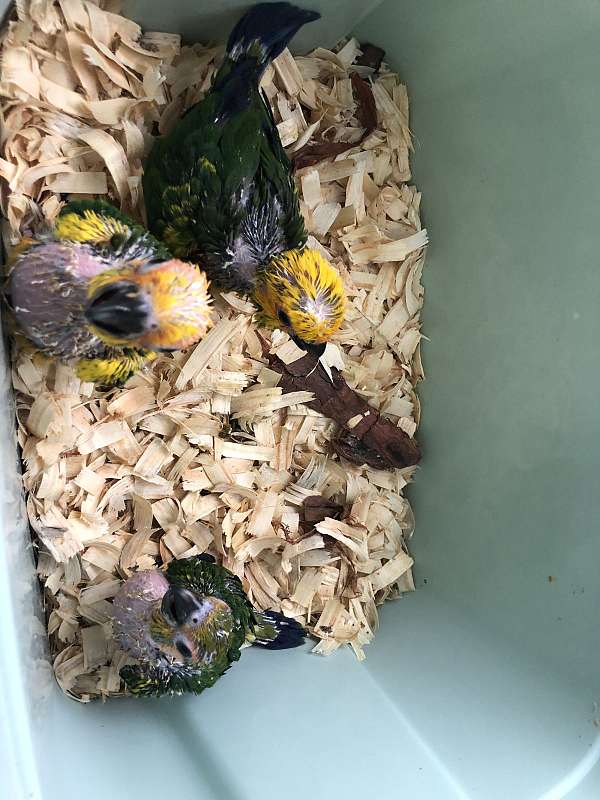 conure-for-sale
