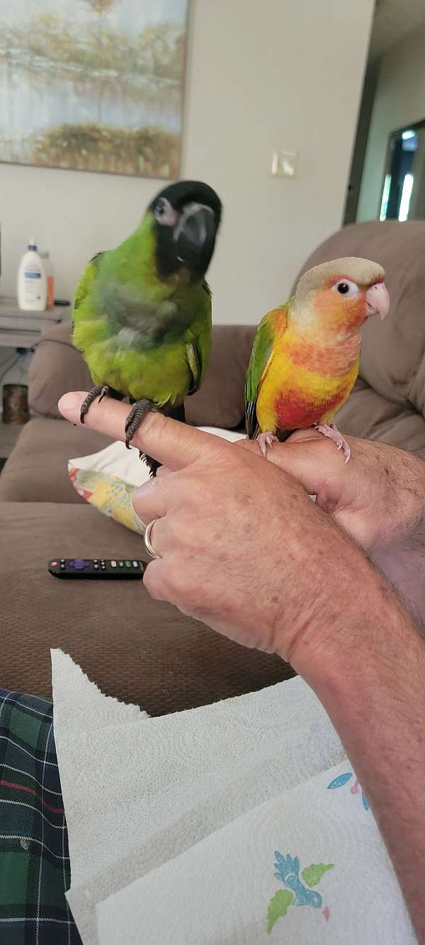 green-cheek-conure-for-sale-in-locust-grove-ga