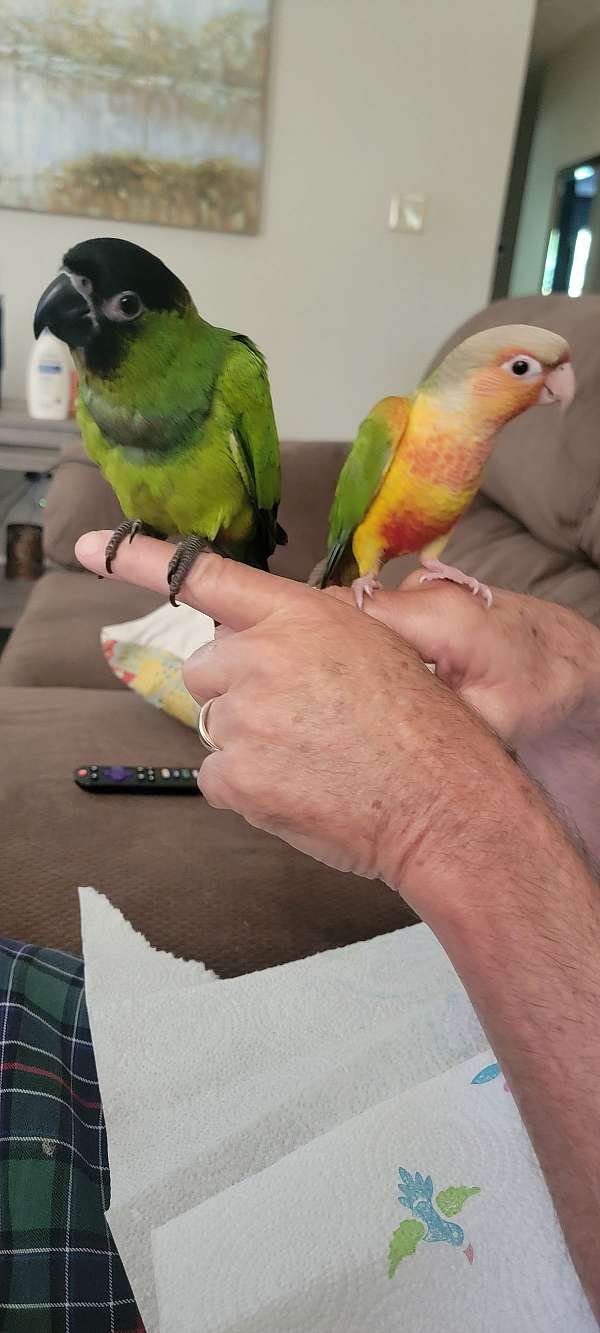 conure-green-cheek-conure-for-sale-in-locust-grove-ga