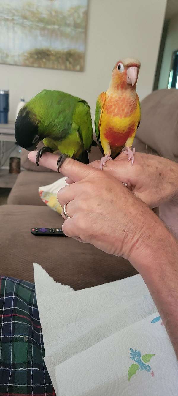 baby-bird-for-sale-in-locust-grove-ga