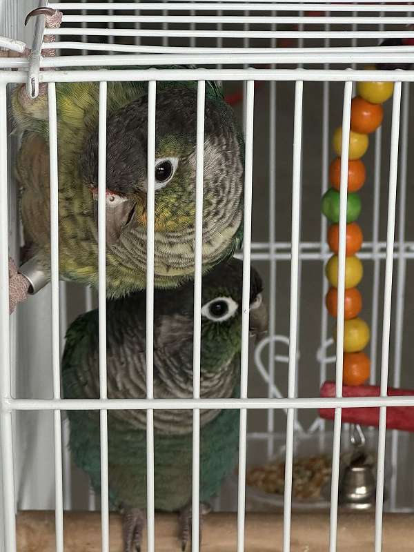 male-female-bird-for-sale-in-springfield-mo
