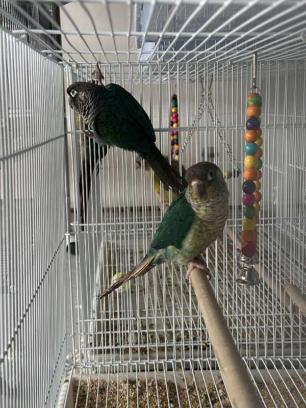bonded-pair-bird-for-sale-in-springfield-mo