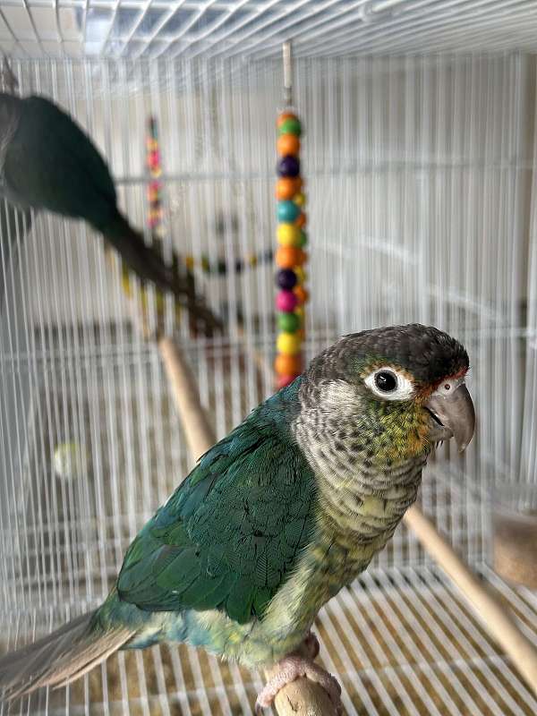 green-yellow-bird-for-sale-in-springfield-mo