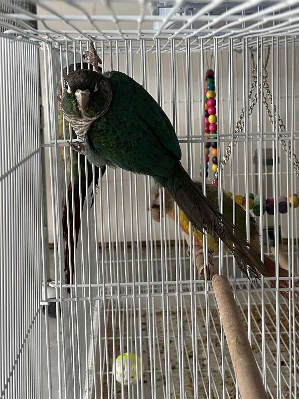 green-cheek-conure-for-sale