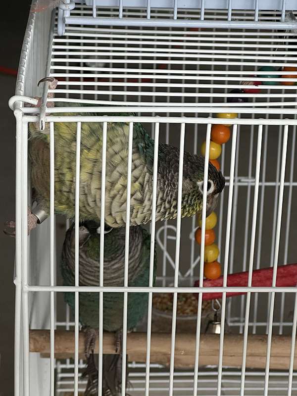 green-cheek-conure-for-sale-in-springfield-mo
