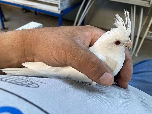 lutino-bird-for-sale-in-stockton-ca