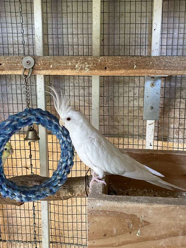 red-bird-for-sale-in-stockton-ca
