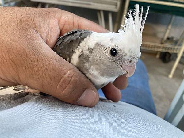 white-bird-for-sale-in-stockton-ca