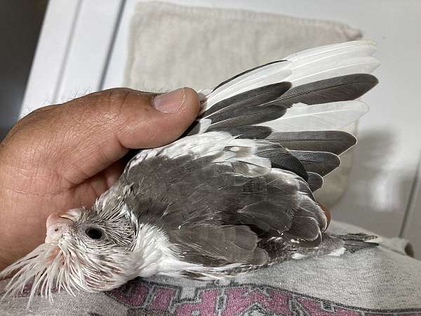cockatiel-for-sale