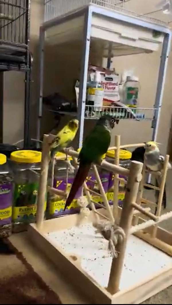 adult-bird-for-sale-in-ewing-nj
