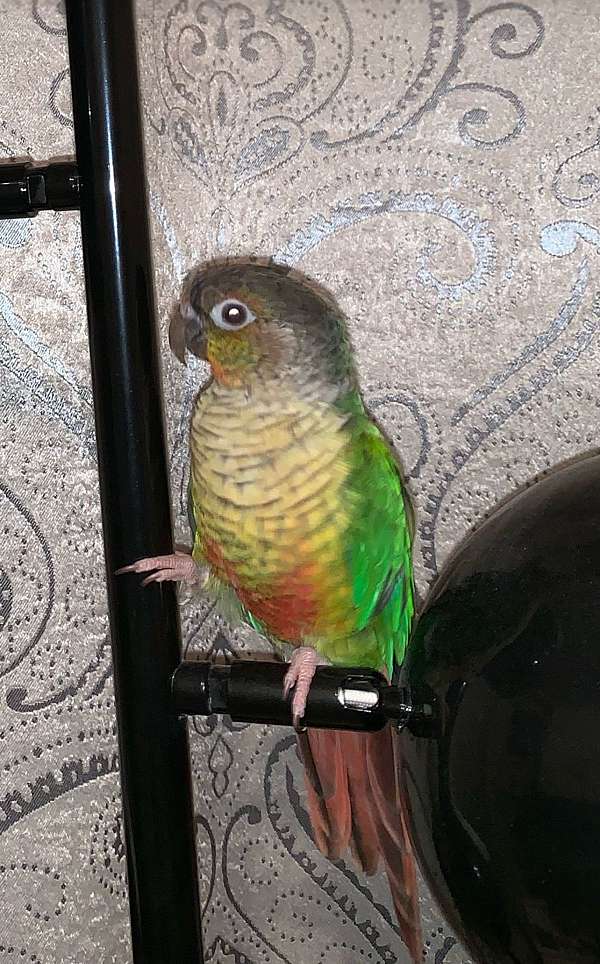 conure-for-sale-in-ewing-nj