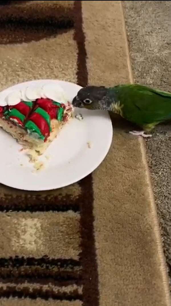 adult-bird