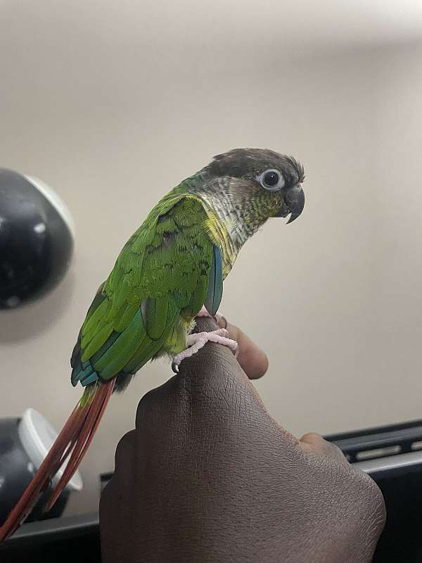 conure-for-sale