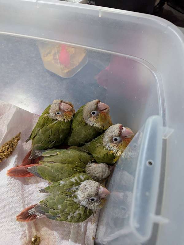 conure-for-sale-in-rockford-mi