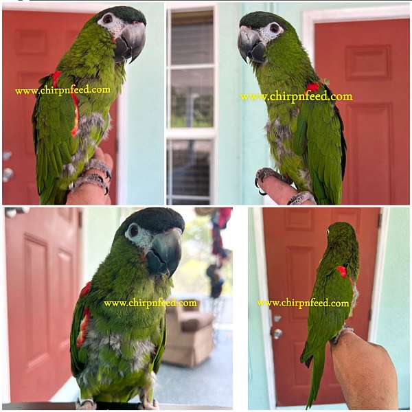 hahns-macaw-for-sale-in-sebring-fl