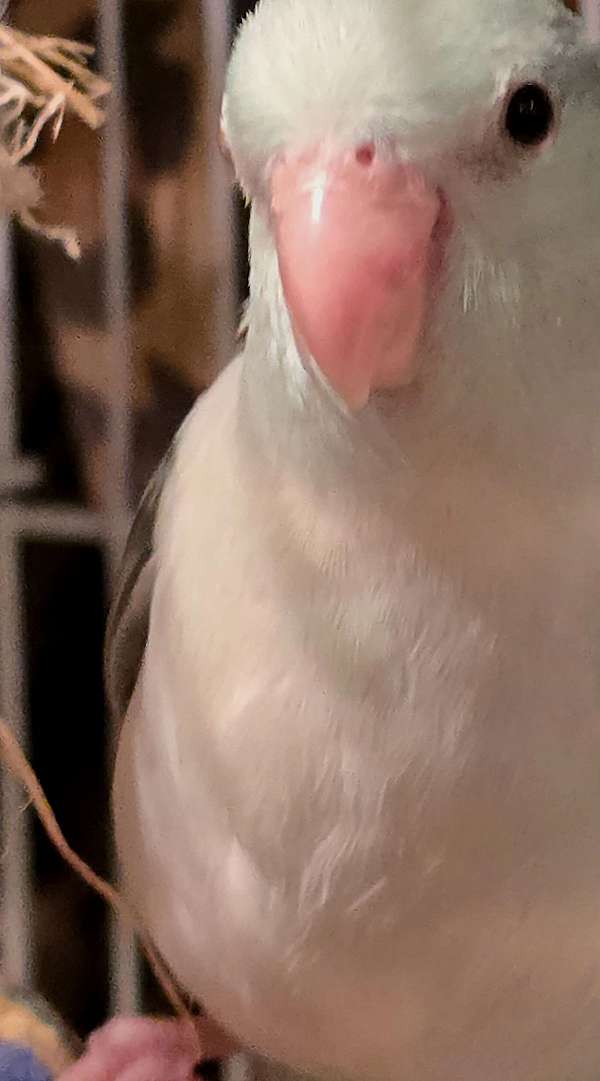 playful-bird-for-sale-in-ocala-fl