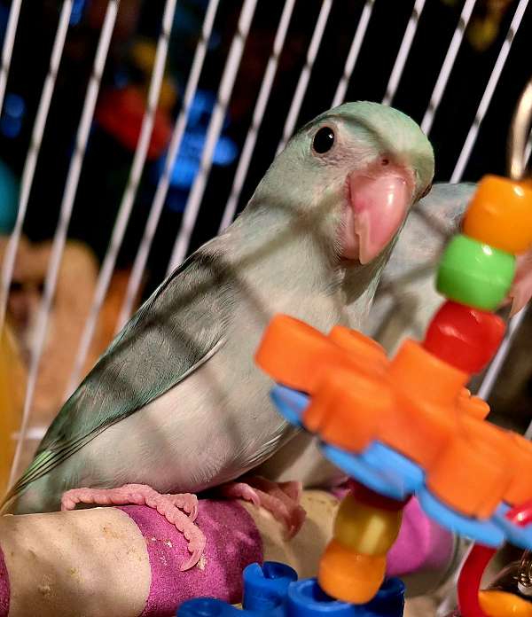 rare-bird-for-sale-in-ocala-fl