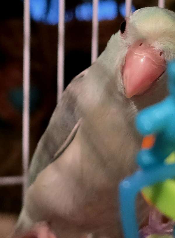 parrotlet-for-sale