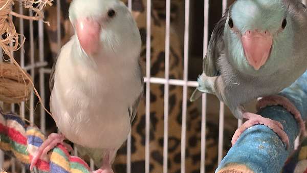 cinnamon-parrotlet-for-sale