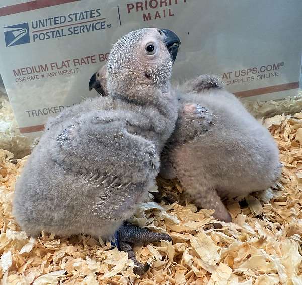 african-grey-parrot-for-sale
