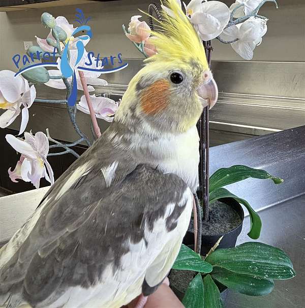 cockatiel-for-sale