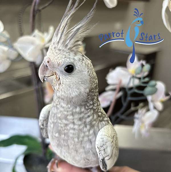 cockatiel-for-sale