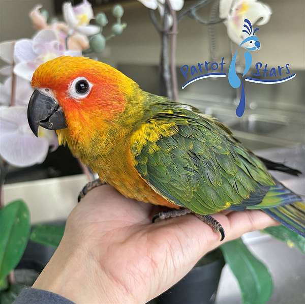 sun-conure-for-sale