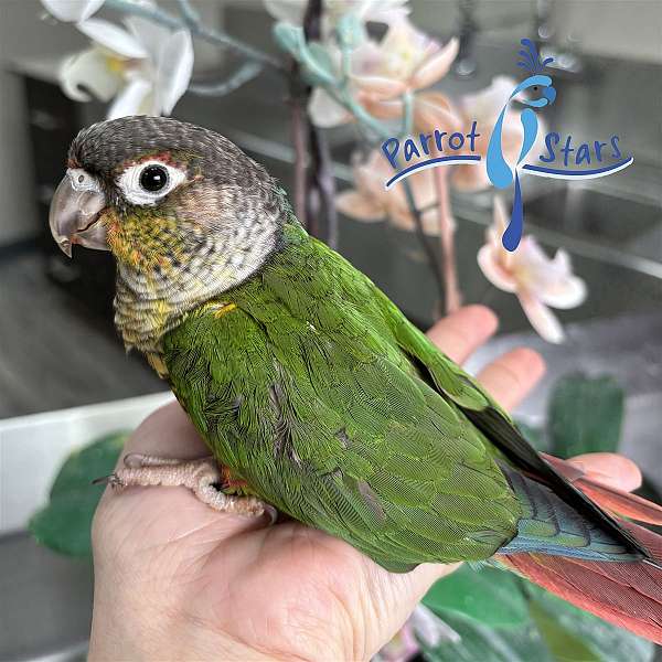 green-cheek-conure-for-sale