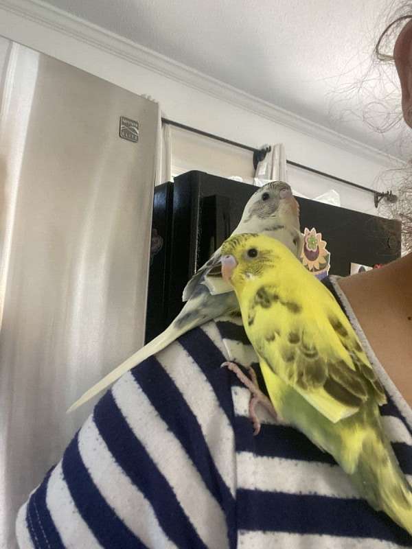 budgerigar-parakeet-for-sale