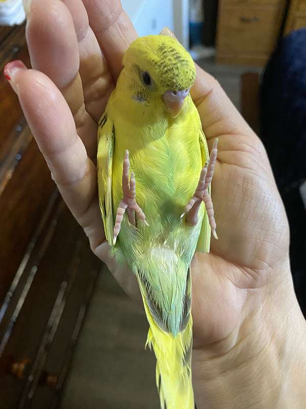 budgerigar-parakeet-for-sale