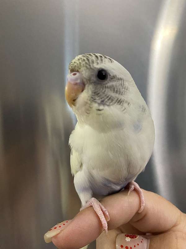 budgerigar-parakeet-for-sale