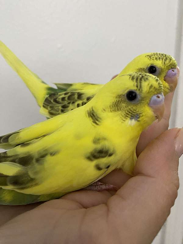 budgerigar-parakeet-for-sale