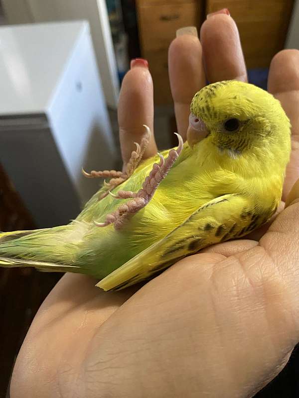 budgerigar-parakeet-for-sale